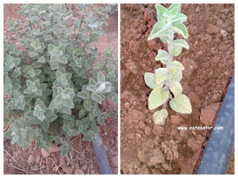 Identification of Biblical Hyssop and Origin of the traditional oregano-group herbs in Mediterranean region